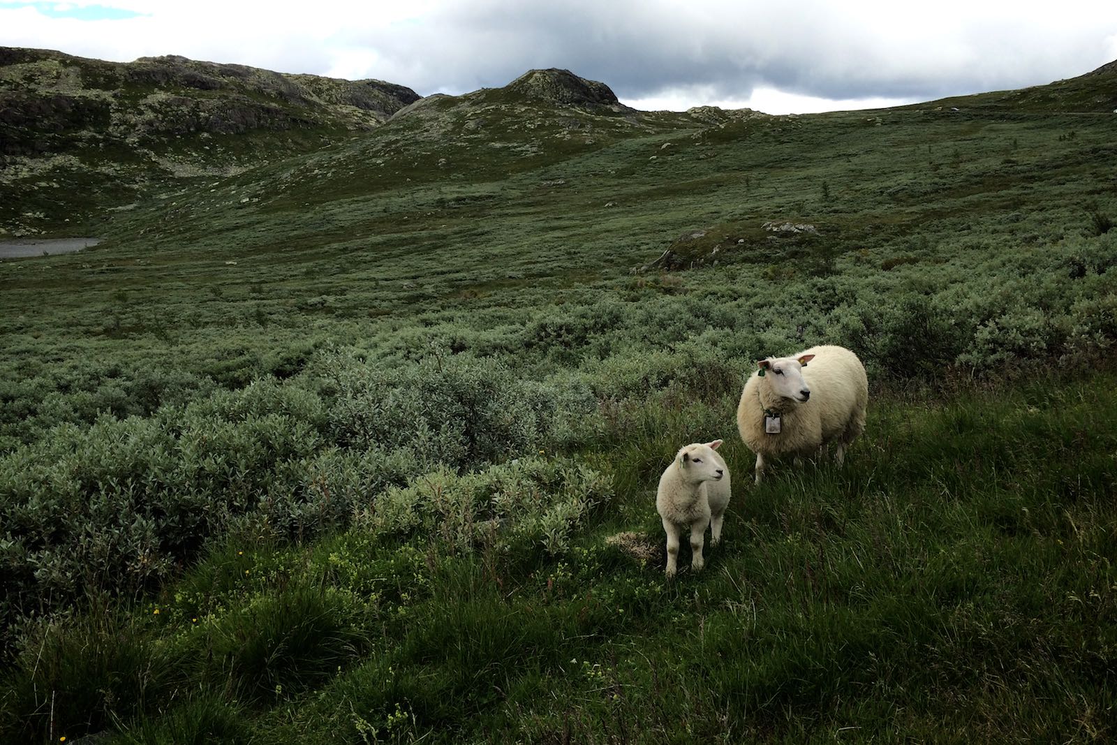 Owce w okolicach Gaustatoppen